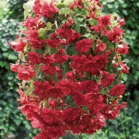 Begonia Illumination Scarlet 10.5cm